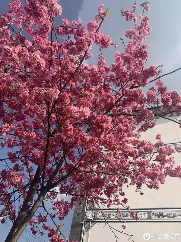 春日旅游第一选择——云南大理“好凉凉”再升级，大一男生发帖想找女朋友，网友：又被恶心一次