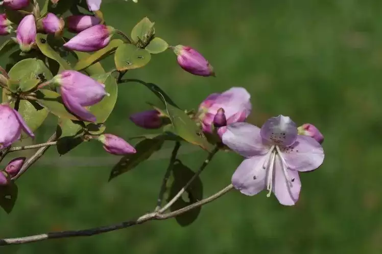 踯躅花（踯躅花 闹洋花） 第17张