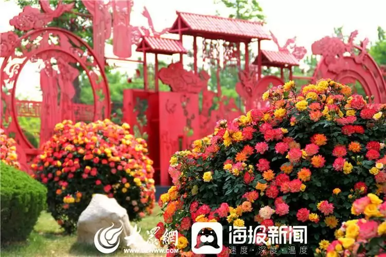 莱州月季花（莱州月季苗批发基地） 第12张