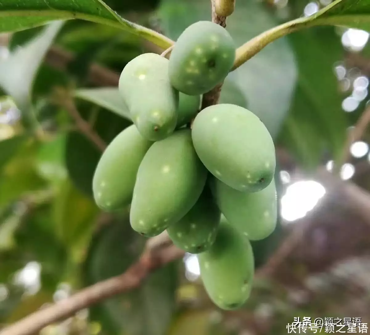 最古老的树（中国最古老的树） 第7张