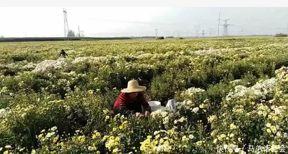 致富种植创业项目_种植致富经_致富种植业