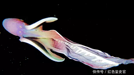 章鱼有9个大脑能编辑基因，智商高到无法理解，为啥没发展出文明为何地球选择碳基生命？