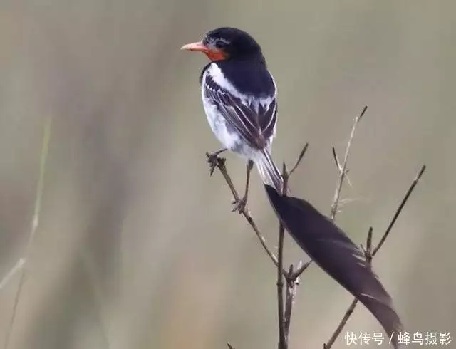 湾鳄（最大湾鳄十米） 第19张