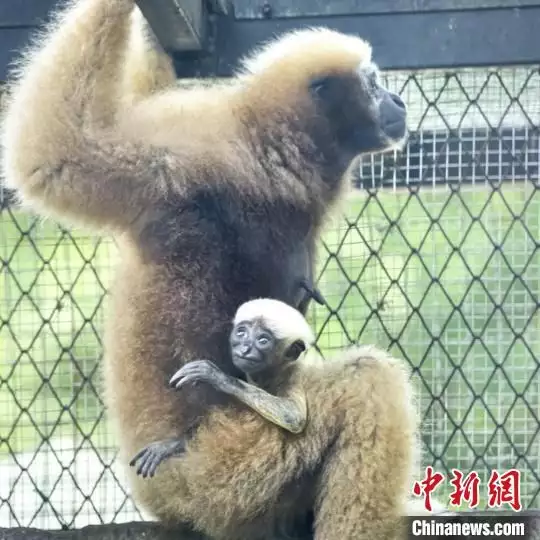 广州动物园长臂猿“猿胜”迎周岁 性别仍是谜这一次，47岁的李小冉，终于走到了这一步（南宁动物园长臂猿）