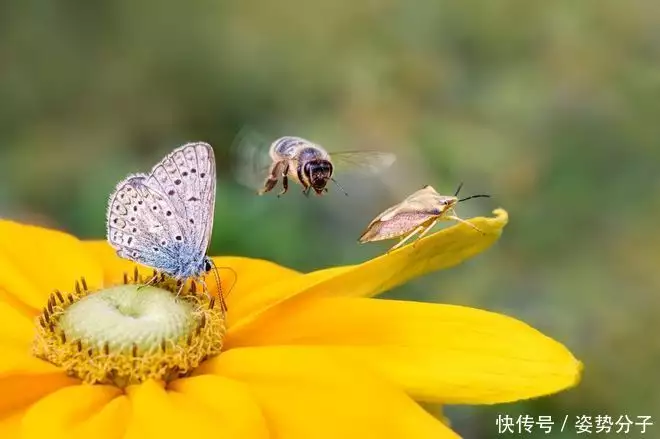 世界上最帅的虫子（世界上最帅的甲虫） 第3张