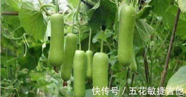 夜开花和西葫芦的区别!_【快资讯】