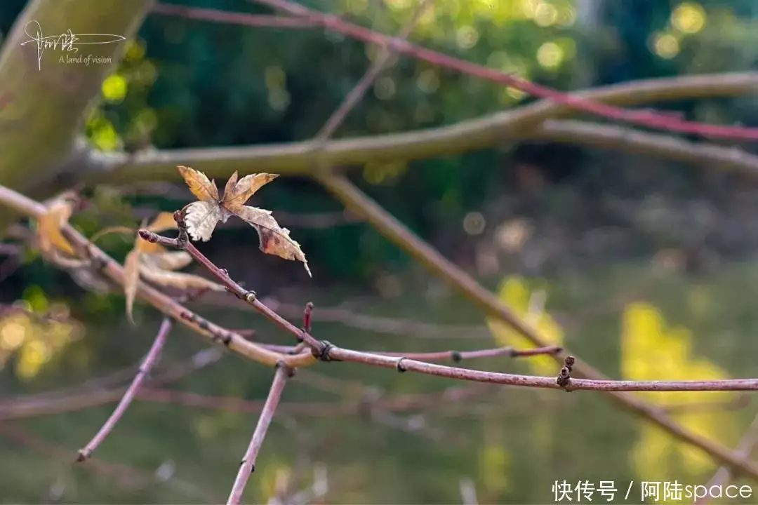 秋天的树（秋天的叶子有的像什么有的像什么） 第8张