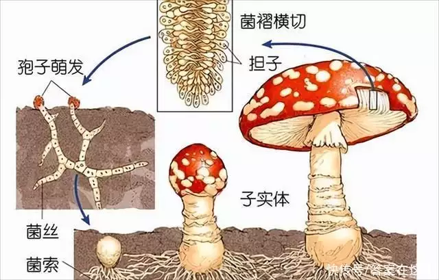 雪曼将军树（雪曼将军树长什么样） 第5张