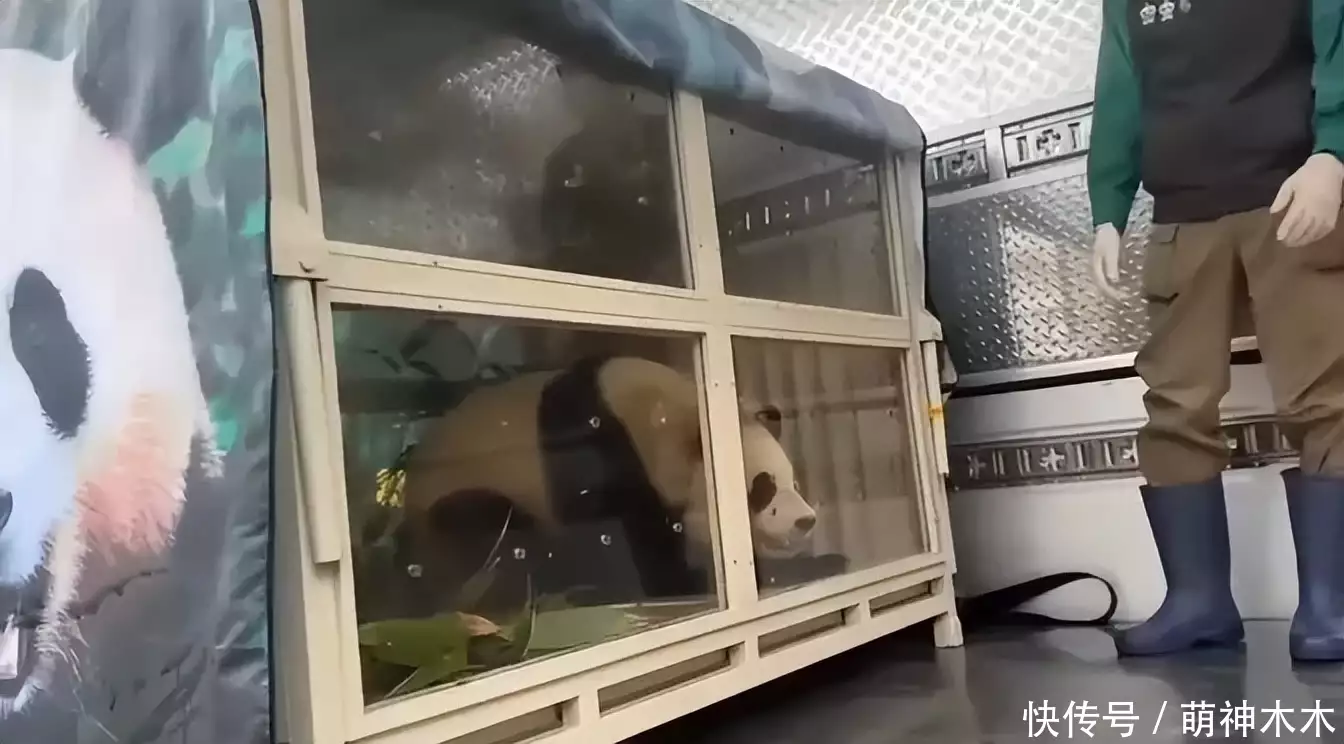 熊猫福宝韩国饲养员装哭惹群嘲,两个摄像师跟拍特写,比韩剧还假攻破50年导弹难题,山东女子造出天眼导弹,一己之力助中国崛起 熊猫福宝韩国饲养员装哭惹群嘲,两个摄像师跟拍特写,比韩剧还假攻破50年导弹难题,山东女子造出天眼导弹,一己之力助中国崛起