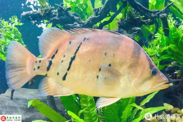 虎鱼的特点，适应性强，威武霸气！ 虎鱼百科 第7张