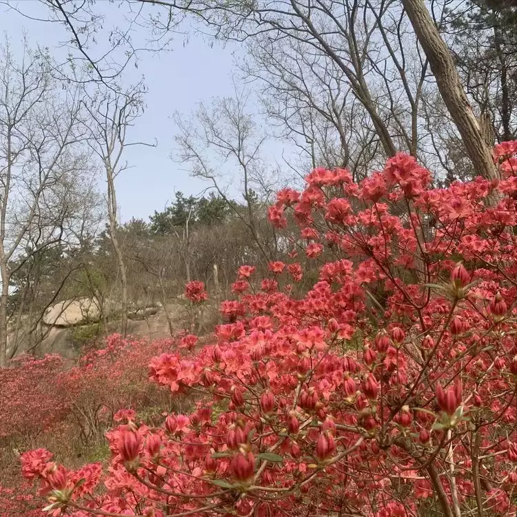 杜鹃花（杜鹃花夏季的养殖方法和注意事项） 第1张