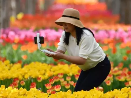 七彩鲜花（七彩花图案） 第2张