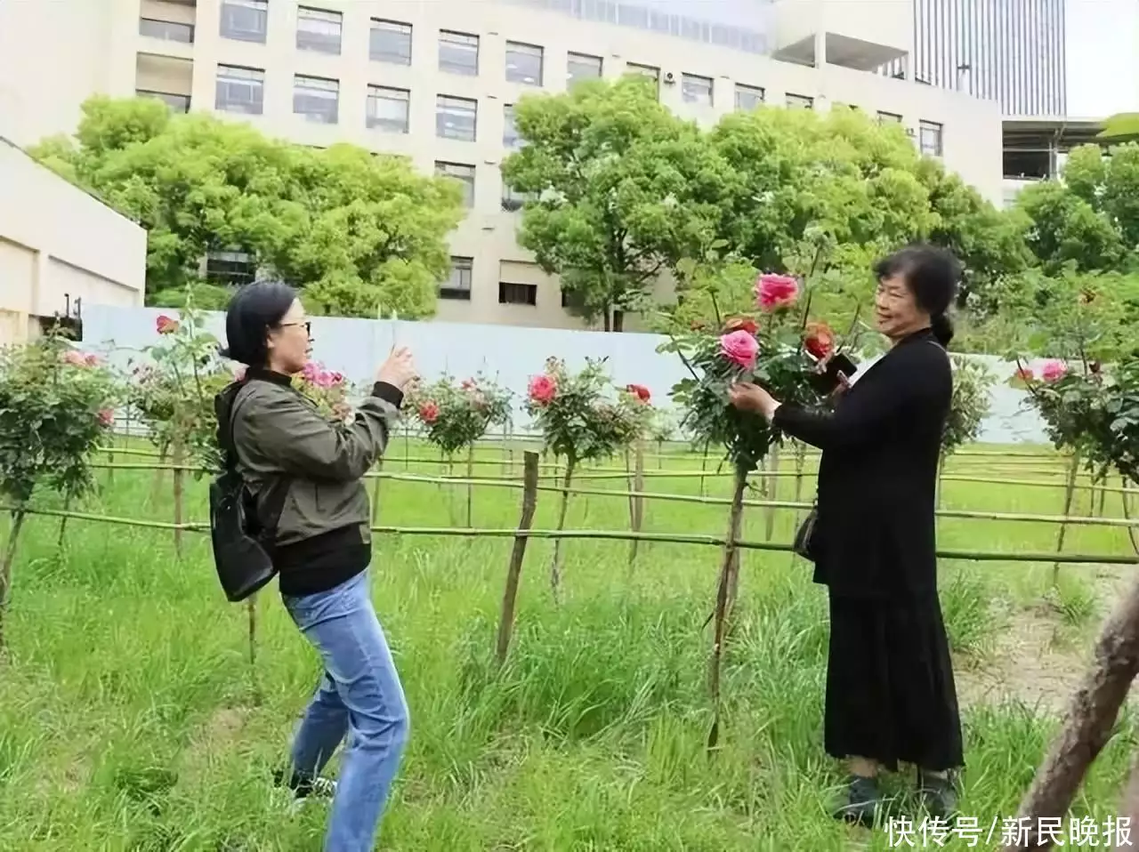 月季花的功效与作用（黄色月季有哪些品种?大花切花） 第6张