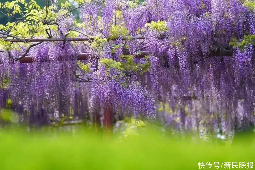 紫藤花（紫藤花歌剧背景） 第4张