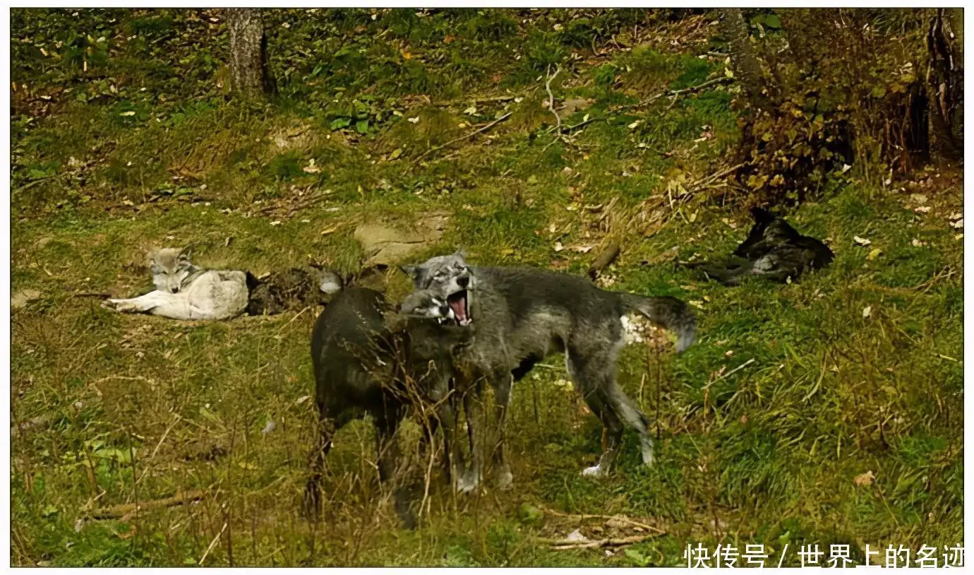 切尔诺贝利禁区（切尔诺贝利禁区第二季在线看） 第6张