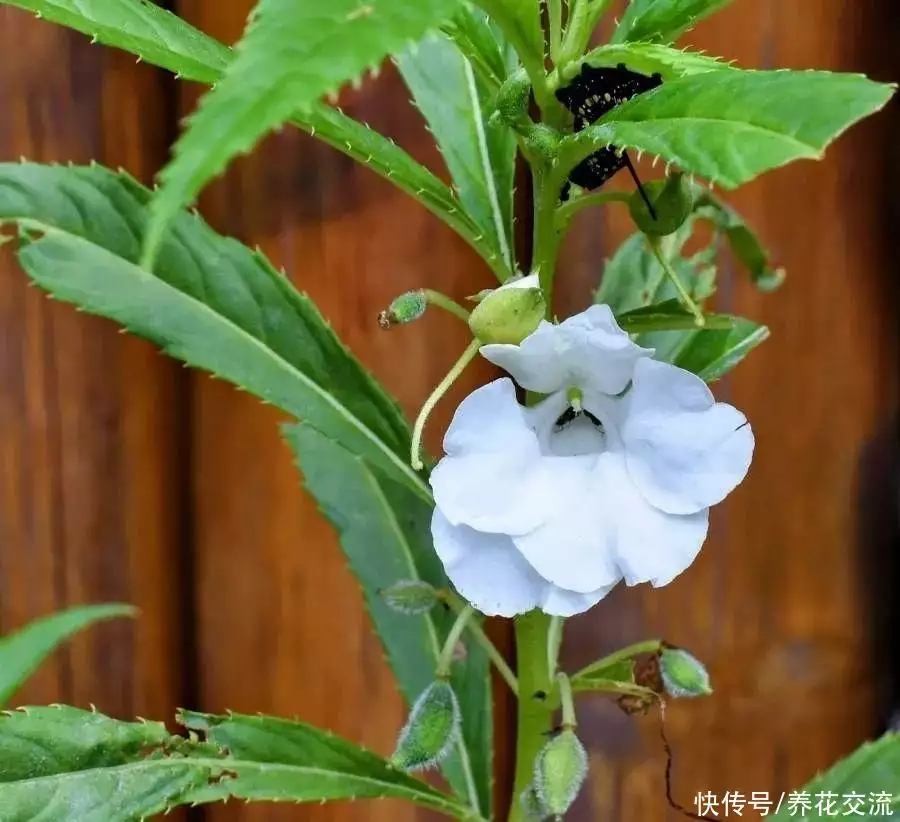 染指甲的指甲花（染指甲的指甲花有毒吗） 第13张