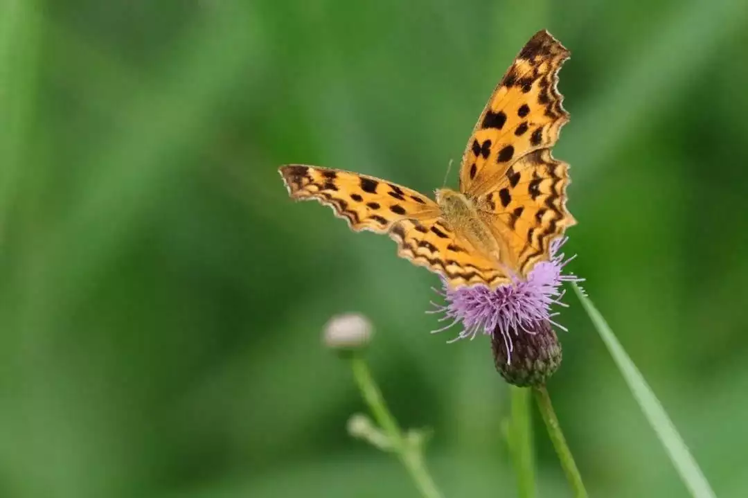 天下风物——《【此生三愿:世清平,身强健,数与君相见】诗韵咏合》风光题照 天下风物——《【此生三愿:世清平,身强健,数与君相见】诗韵咏合》风光题照
