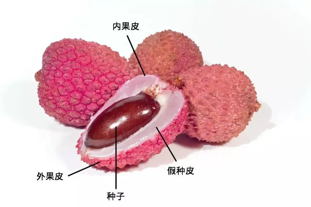 如何剥石榴（如何剥石榴皮视频教学） 第2张