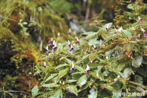 植物传播种子的资料（植物传播种子的相关资料是什么） 第2张