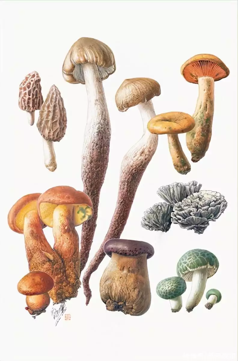 读书 | 21个烟火故事，近60幅名家博物画，《菌中毒》： 余华读后想在5月“去有风的地方”