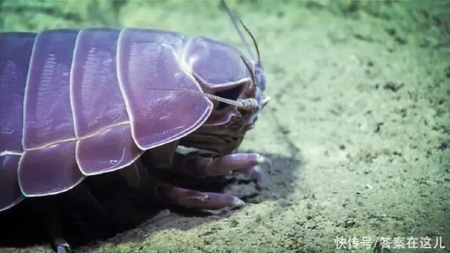 1200米大王乌贼生吞抹香鲸（1200米大王乌贼生吞抹香鲸 vs） 第10张