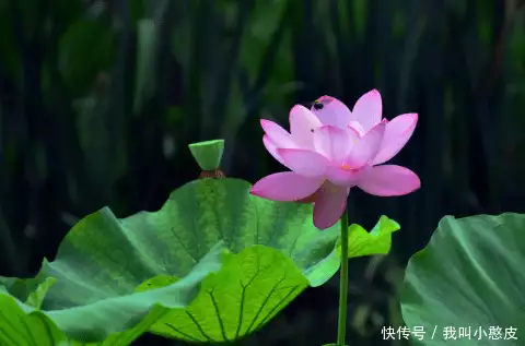 夏天的花（夏天开的花介绍） 第4张