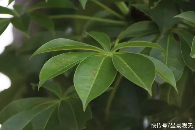 面包树（面包树产自哪个国家的植物） 第6张