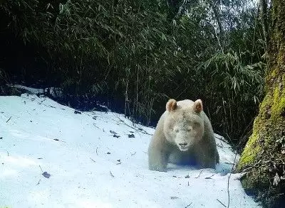 迄今唯一！四川卧龙首次拍到白色大熊猫正脸邓紫棋彻底放飞自我了？穿比基尼出镜秀身材，身高160比例却很优越，身材真带感