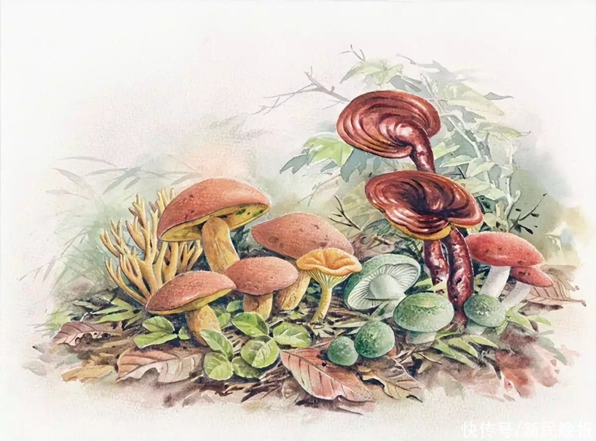 读书 | 21个烟火故事，近60幅名家博物画，《菌中毒》： 余华读后想在5月“去有风的地方”