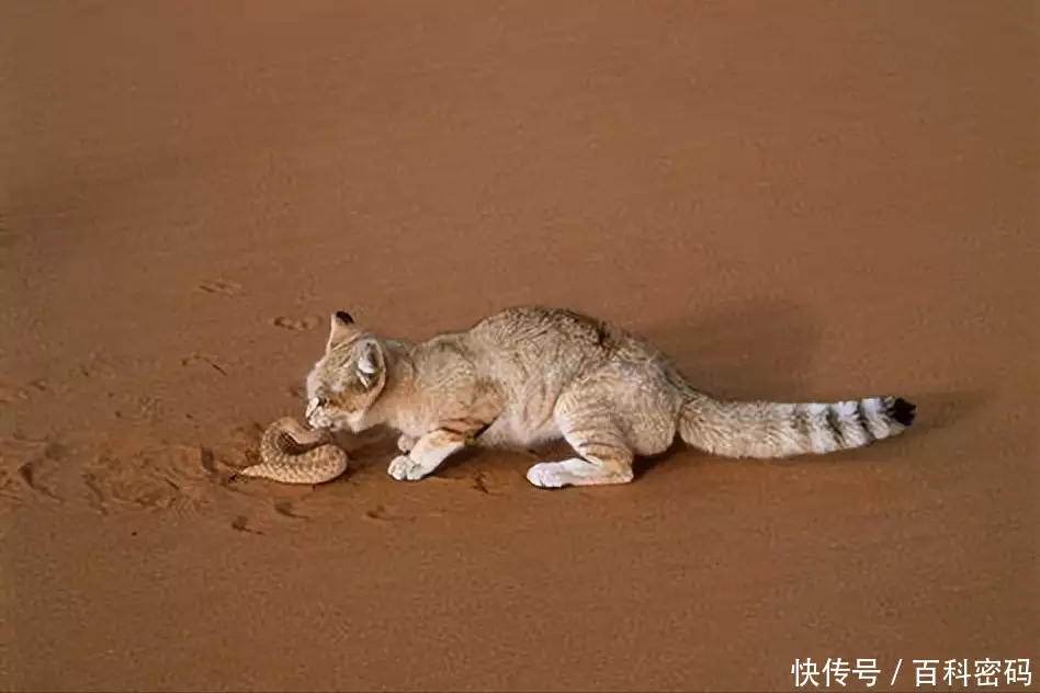 Desert Cat： One of the smallest cats in the world, unique food choices are surprising to broadcast articles