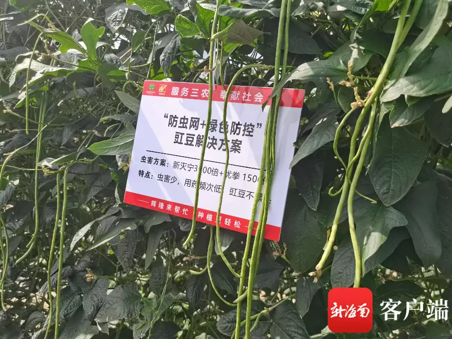 豇豆（豇豆翻译成英语） 第1张