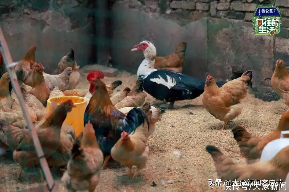 刘宪华回归《向往的生活》，蘑菇屋将迎来史上最大客流！