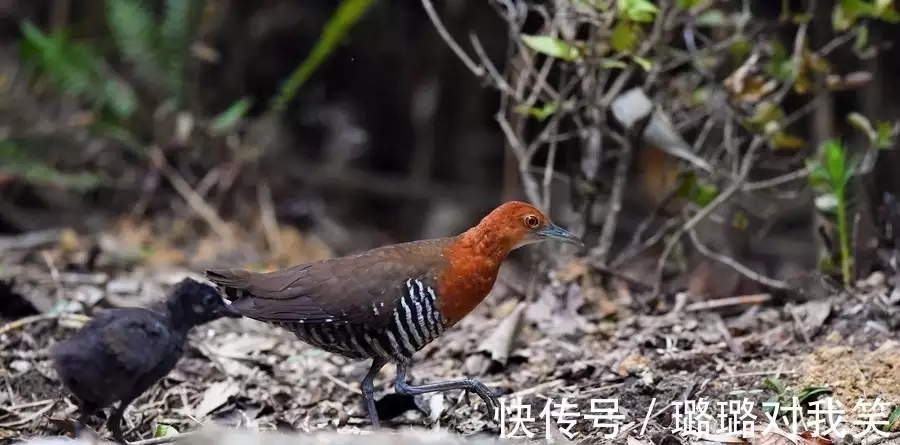 生物世界是什么_生物重现世间_生物世界指什么动物