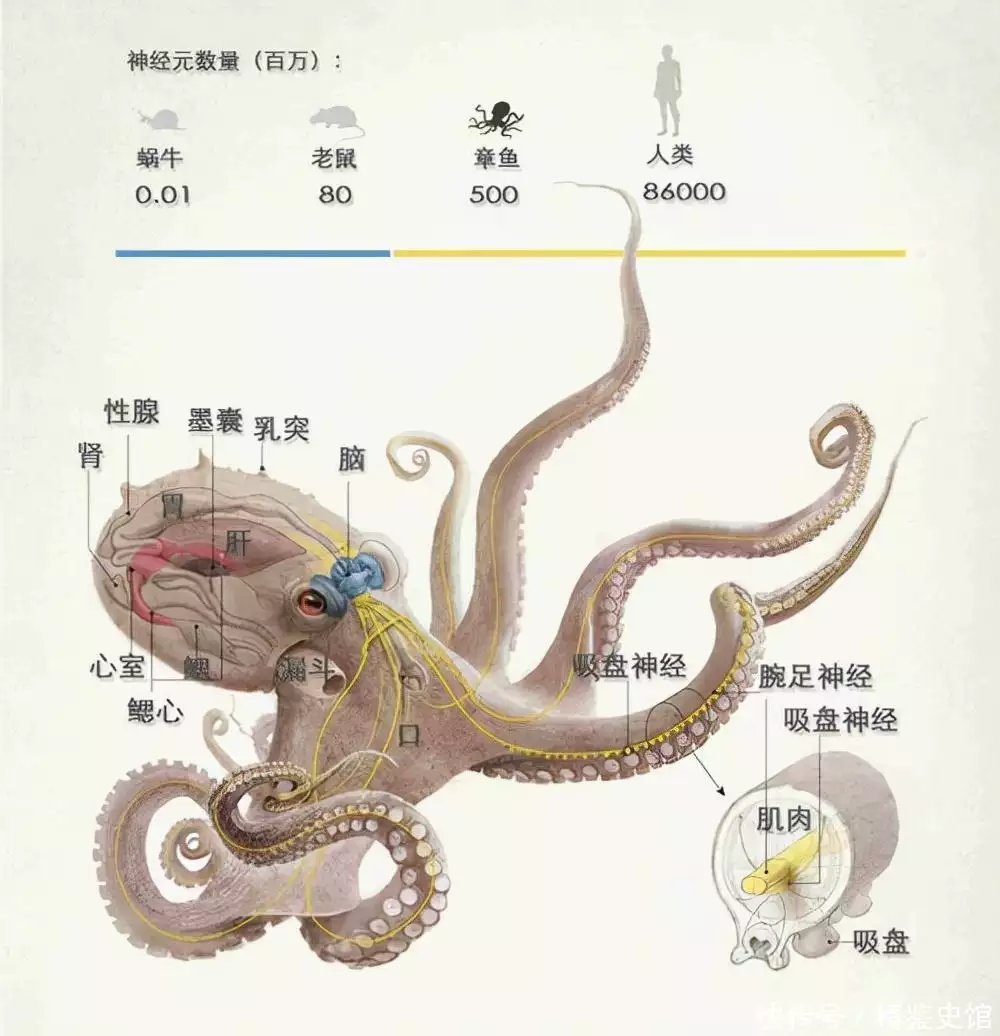 章鱼有9个大脑，进化出超高的智商，会对人类造成威胁吗？