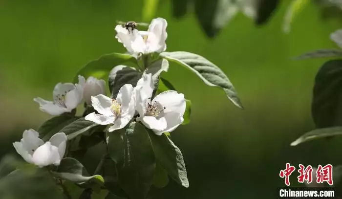 新疆莎车县4800亩古老果树种榅桲花盛开杨利伟进太空听到“敲窗”声，17年后谜底揭开，庆幸捡回一条命