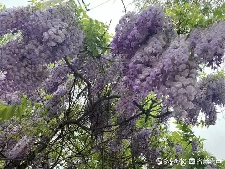 紫藤花（紫藤花英语歌） 第5张