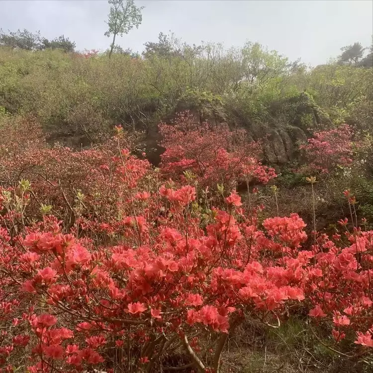 蓼子花（蓼子花海） 第5张