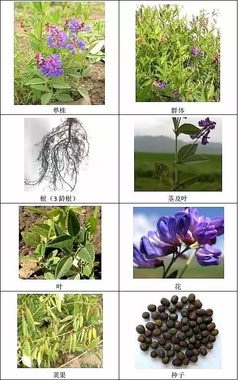 牧草种子（牧草种子有哪些品种） 第2张