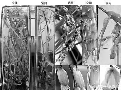 种子图片（种子图文） 第2张