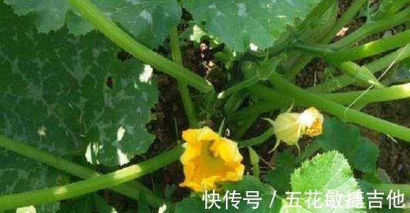 夜开花和西葫芦的区别!_【快资讯】