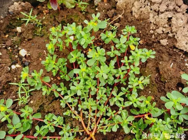 马齿苋菜（马齿苋的图片大全 功能主治） 第3张