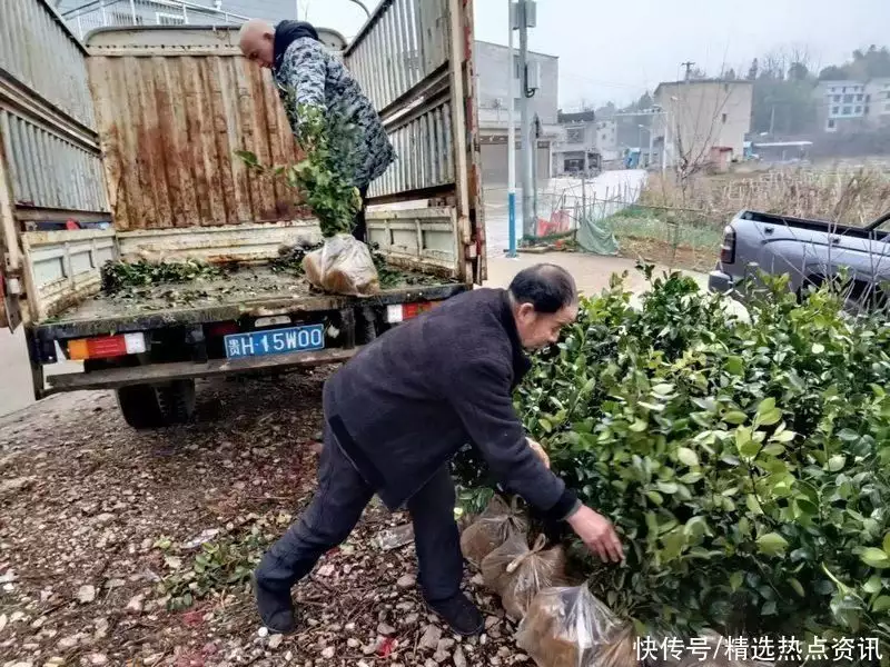 天天苗木网（天天木业资讯下载） 第3张