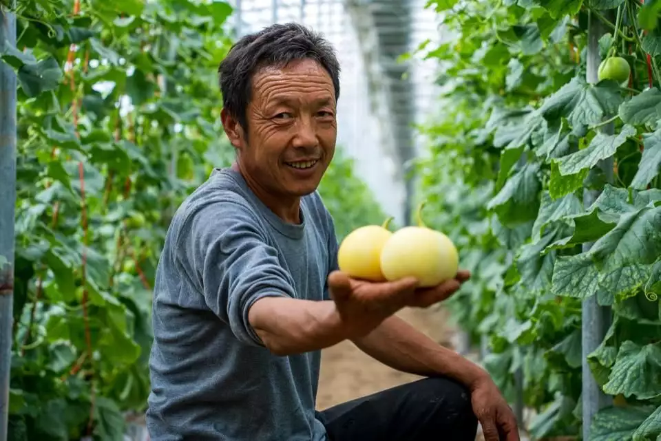 白梨瓜撬动大产业，让“甜蜜”种植成为百姓致富经