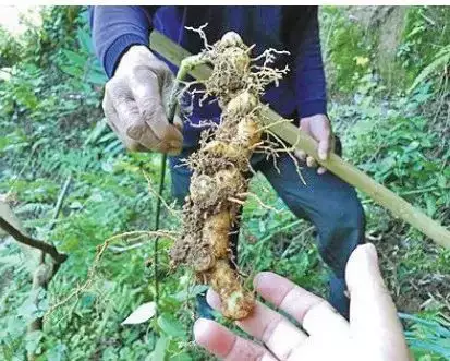 学到了吗（永嘉麦饼申请非遗）永嘉麦饼简介 第7张