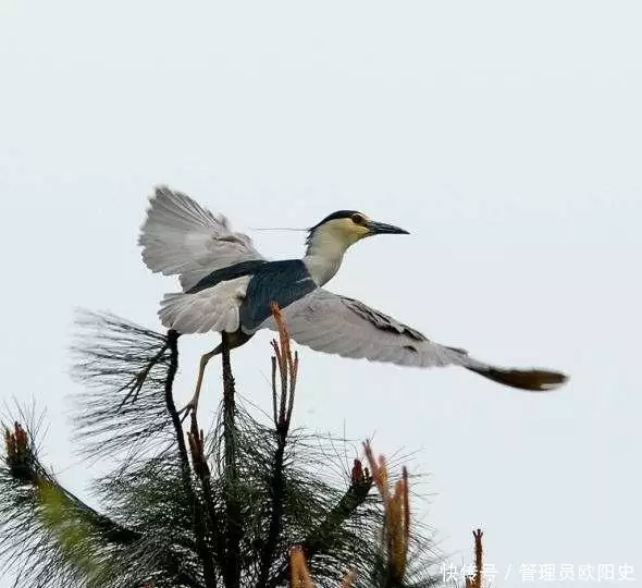 梅花的所有古诗（关于梅花的古诗王安石） 第3张