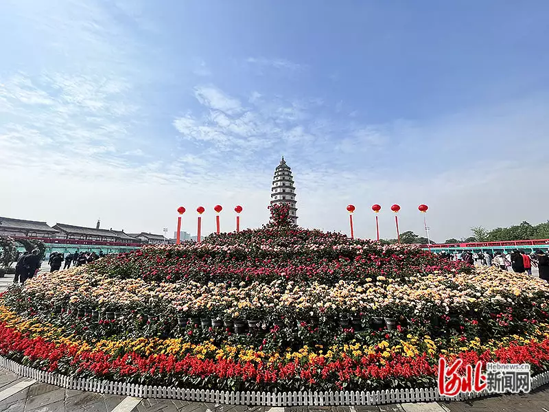 月季花的功效与作用（月季花的功效与作用及禁忌） 第3张