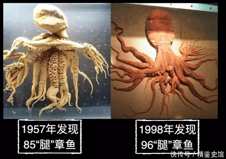 章鱼有9个大脑，进化出超高的智商，会对人类造成威胁吗？