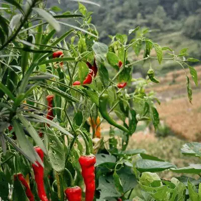 虎皮青椒是哪个地方的菜（虎皮青椒是哪个地方的菜名） 第2张