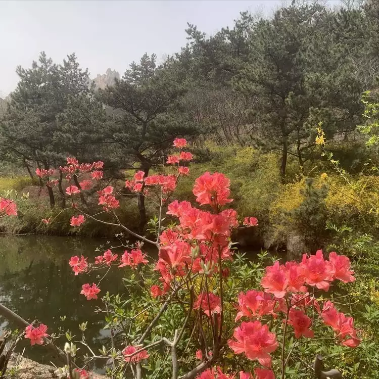 蓼子花（蓼子花海） 第3张