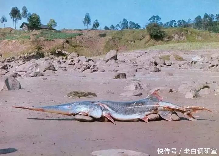 3000多年前长江白鲟被刻在金带上（长江白鲟是鱼类吗） 第5张